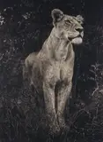 Nick Brandt, Lioness against dark foliage, Serengeti