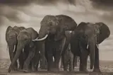Elephant Five, Amboseli by Nick Brandt, 2008, Archival pigment print, sold May 2016