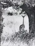 Peter Beard, Female Gerenuk on the Tiva, Tsavo north, near Kathemula, Feb., 1965, Gelatin silver print with ink and paint, printed later