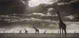 Giraffes in Evening Light, Maasai Mara by Nick Brandt, 2006, Archival pigment print, sold May 2016