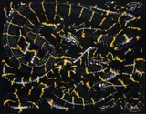 Guido Mocafico, Boiga Dendrophila Melanota from Serpens, 2003, Chromogenic print, printed 2007