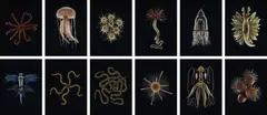 Guido Mocafico, Selected Images from Leopold and Rudolf Blaschka, 2013, Twelve chromogenic prints