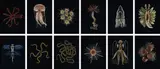 Guido Mocafico, Selected Images from Leopold and Rudolf Blaschka, 2013, Twelve chromogenic prints
