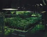 Taryn Simon, Research Marijuana Crop Grow Room, National Center for Natural Products Research, Oxford, Mississippi from An American Index of the Hidden and Unfamiliar, 2005/2007, Chromogenic print, flush-mounted