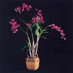 Robert Mapplethorpe, Orchids, 1989, Dye transfer print