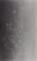 Untitled by Adam Fuss, 2007, Unique gelatin silver print, mounted, sold Nov 2016