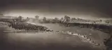 Zebras crossing river, Maasai Mara by Nick Brandt, 2006, Archival pigment print, sold Nov 2016