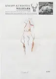 Martin Kippenberger, Körper II, 1987, pastel, crayon, pencil, Tipp-Ex on hotel stationery