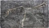 Anselm Kiefer, The Secret Life of Plants