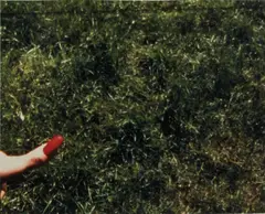 Fingernail by Luther Price, 1999, c-print, sold Dec 2015