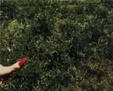 Luther Price, Fingernail, 1999, c-print