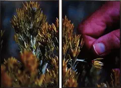 Colin Snapp, Field Study 11, 2011, c-print, diptych, in an artist's frame