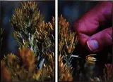 Colin Snapp, Field Study 11, 2011, c-print, diptych, in an artist's frame