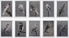 Carsten Höller, Birds, 2006, The complete set of 10 photogravures in colours, on Somerset paper, with full margins,