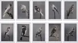 Carsten Höller, Birds