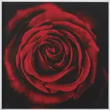 Robert Longo, Untitled (Rose, from Ophelia), 2005, Archival pigment print in colours, on watercolour paper, with full margins,