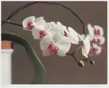 Gerhard Richter, Orchidee (Orchid), 1998, Offset lithograph, on laid paper, with full margins,