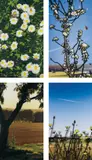 French Landscapes by Julian Opie, 2013, The complete set of four lenticular acrylic panels, comprised of four inkjet prints in colours on specialist paper, moun, sold Jun 2015