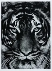 Robert Longo, Tiger, 2011, Archival pigment print, on Epson hot-pressed paper, with full margins,