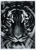 Tiger by Robert Longo, 2011, Archival pigment print, on Epson hot-pressed paper, with full margins,, sold Jun 2015