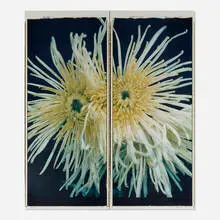 Chuck Close, Fuji Mums, 1988, unique large-format Polaroid Polacolor print in two parts