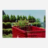 William Eggleston, Memphis, Tennessee (Red Cart), dye transfer print