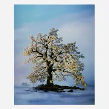 Didier Massard, Spring Tree, 2002, Cibachrome print mounted to acrylic