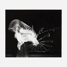 Harold Eugene Edgerton, Lacrosse Player, gelatin silver print