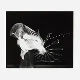 Harold Eugene Edgerton, Lacrosse Player