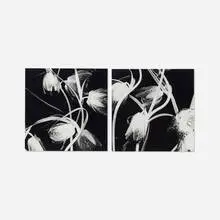 Amanda Means, Fritilaria (two works from the Flowers series), 1998, gelatin silver print