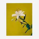 Nobuyoshi Araki, Untitled