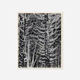 Ansel Adams, Winter - Forest Detail, Yosemite Valley, gelatin silver print