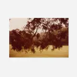 William Eggleston, Untitled (Conifer), 1978, vintage C-print