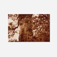 Climbing Rose (from the Along the 30th Parallel series) by William Eggleston, 1978, vintage C-print, sold Nov 2025