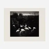 Pentti Sammallahti, Mt. Etjo, Namibia, 2005, gelatin silver print