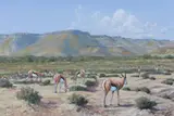P. Evan Zyl, Spring Bucks, Oil on canvas