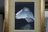 Cianfarani, Swan, Watercolor