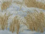 Lee Weiss, Battered Grass, Watercolor