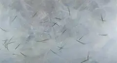 Lee Weiss, Pine Needles and Ice, Watercolor