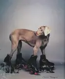 William Wegman, Roller Rover Poster
