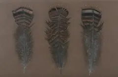 Kathleen Ragusea, Wild Turkey Feathers, WILD TURKEY FEATHERS, pastel on paper.