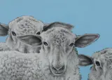 Kathleen Ragusea, Three Sheep Faces, THREE SHEEP FACES, mixed media.