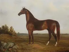 John Nelson, Portrait of Bay Horse, Oil on canvas