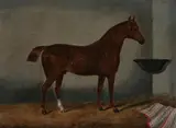 British School, Hackney Pony in Stall, HACKNEY PONY IN STALL, oil on board