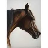Sergio Díaz Solórzano, Caballo, Acuarela sobre papel
