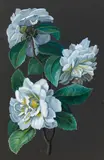 Michael Wentzel - zugeschrieben, Drei Blumenstudien, Gouache auf Papier