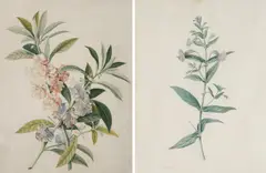 Zwei Aquarelle mit blauer Gauklerblume und Impatiens Balsamina by Georg Dionysius Ehret, Jeweils: Gouache auf Pergament, sold Jun 2021