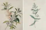 Georg Dionysius Ehret, Zwei Aquarelle mit blauer Gauklerblume und Impatiens Balsamina, Jeweils: Gouache auf Pergament