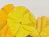 Alex Katz, Pansies
