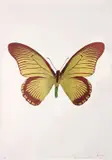 The Souls IV (Oriental Gold/Burgundy/Leaf Green) by Damien Hirst, 2010, Foil-block print in colours, on Arches 88 Archival paper, with full margins,, sold Jun 2015
